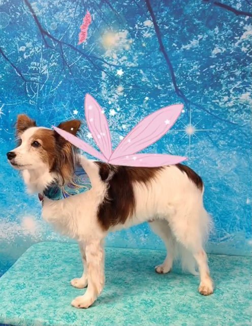 FairyTails Pet Grooming & Daycare