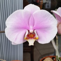 RF Orchids - 474 Photos & 38 Reviews - Nurseries & Gardening - 28100 SW