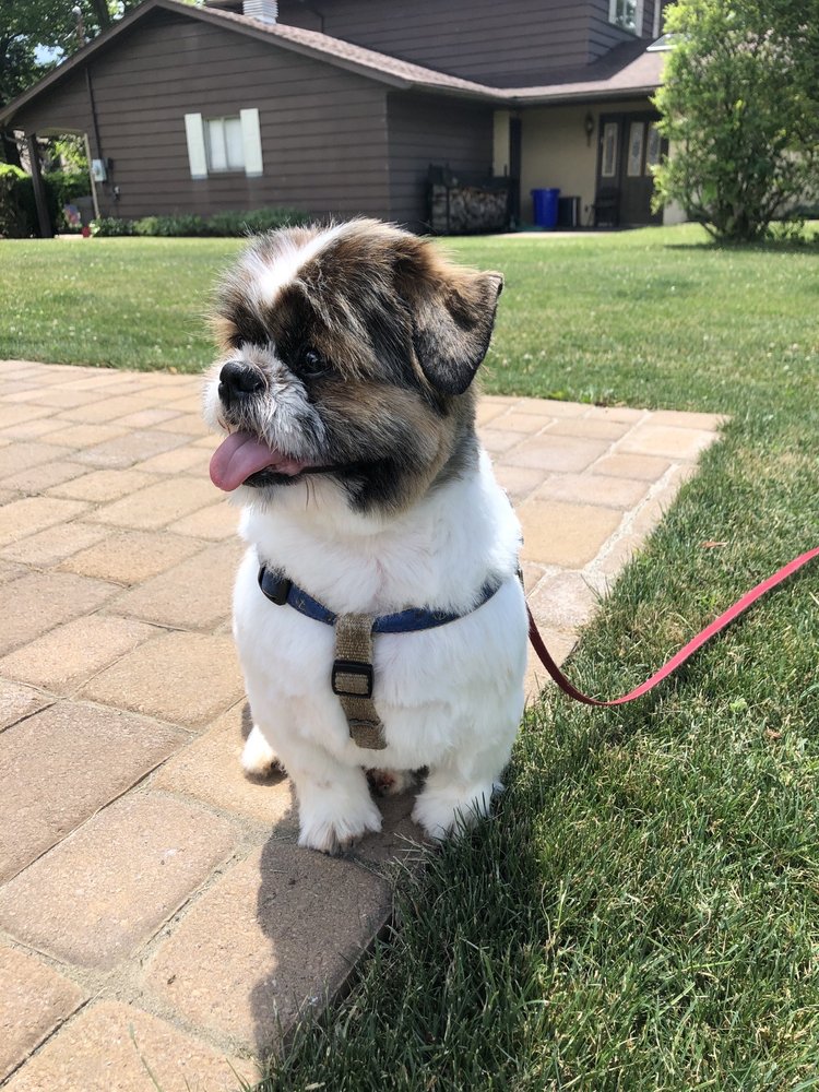 Dapper Dogs Mobile Pet Grooming