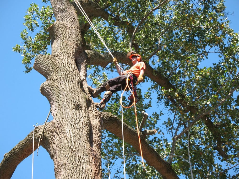 Tarzan Tree Care 17 Photos Services Englewood Co Tarzan Tree Care 17 Photos Services Englewood Co
