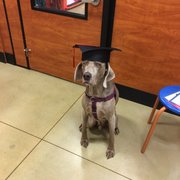 Petsmart millsboro delaware
