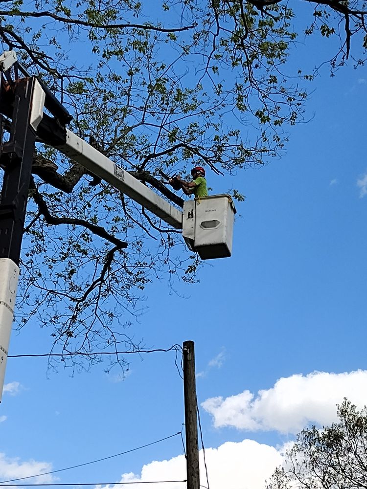 Sichers Treeworkz