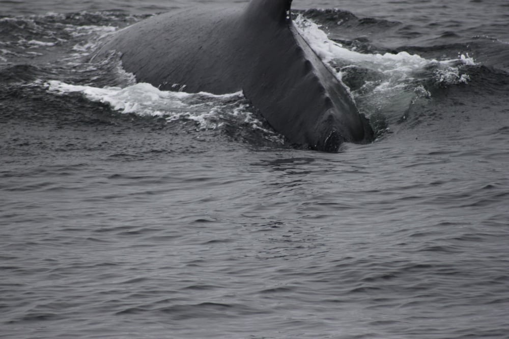 monterey whale watching boats humpback yelp monterey whale watching boats humpback yelp