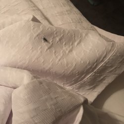 Homewood Suites 17 Reviews Hotels 7630 Shaffer Pkwy Photo Of Homewood Suites Littleton Co United States Bed Bugs At This