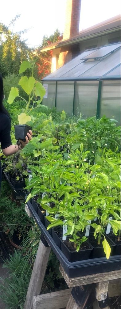 Abundant Greens Urban Farm and Nursery