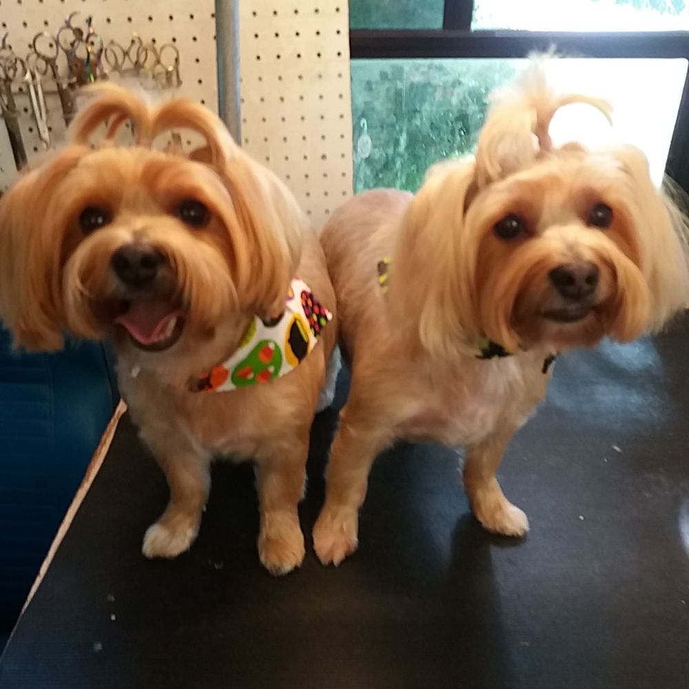 Little Critters Mobile Grooming Salon 36 Photos Pet Groomers