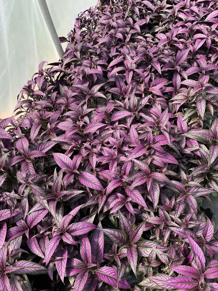 McAllister Greenhouses