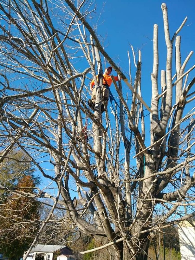 Monkey Business Tree service