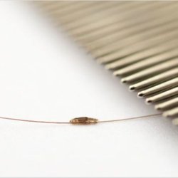 Vanilla Lice Lice Services Brooklyn Ave North Encanto San