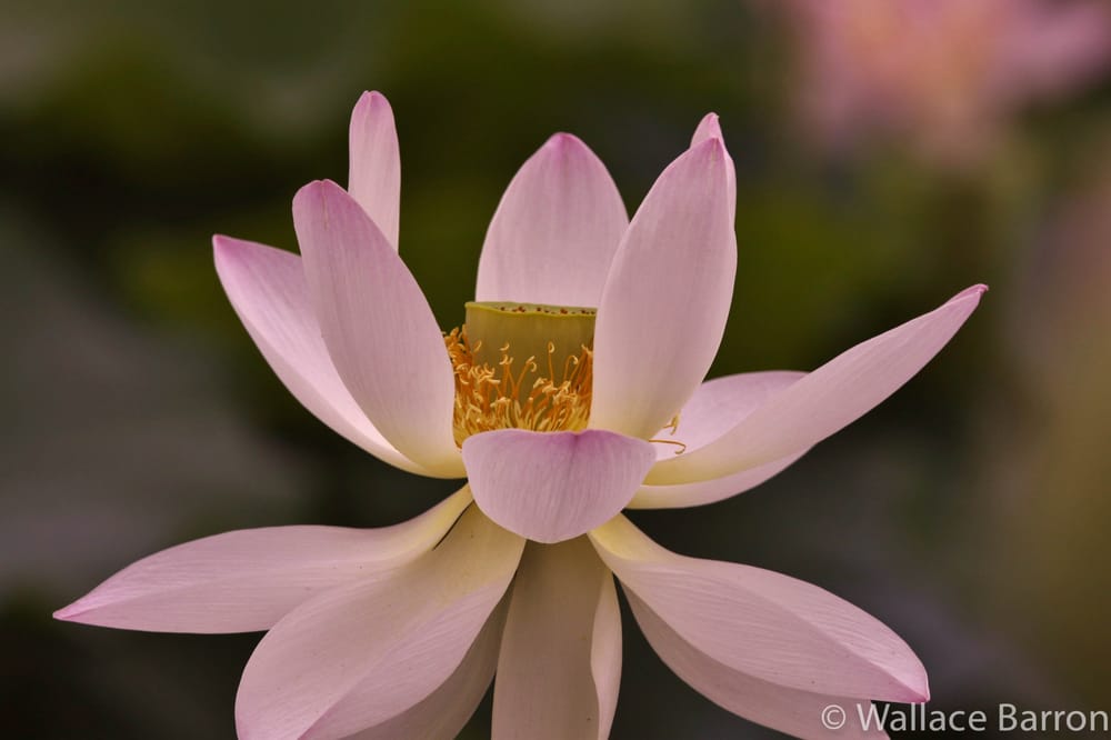 Kenilworth Park and Aquatic Gardens