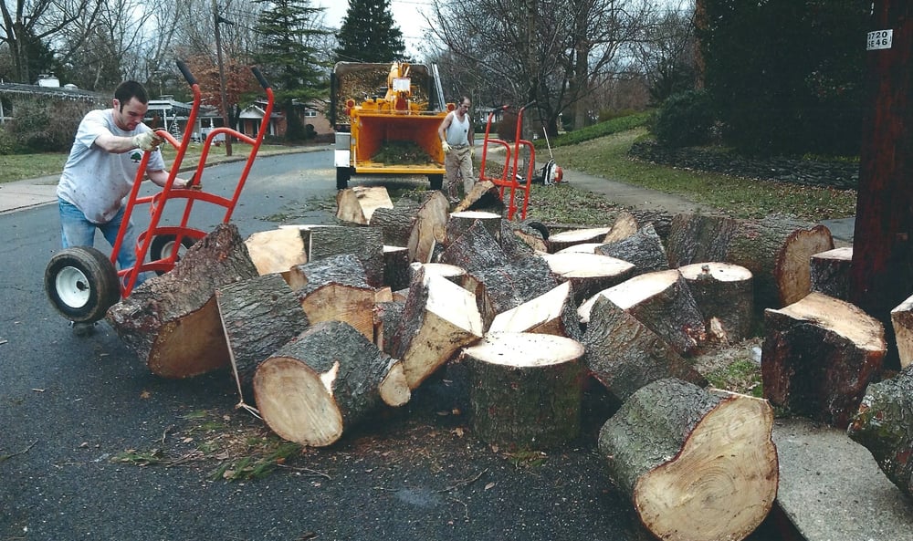 Photos for Richards Tree Service Yelp