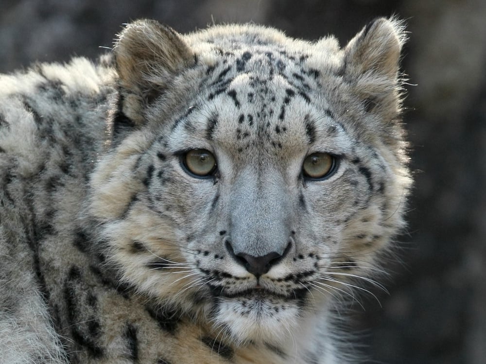 Snow Leopard Trust - Community Service/Non-Profit - 4649 Sunnyside Ave
