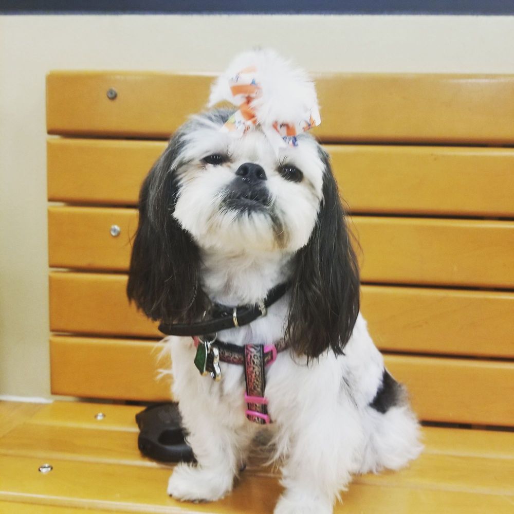 PetSmart