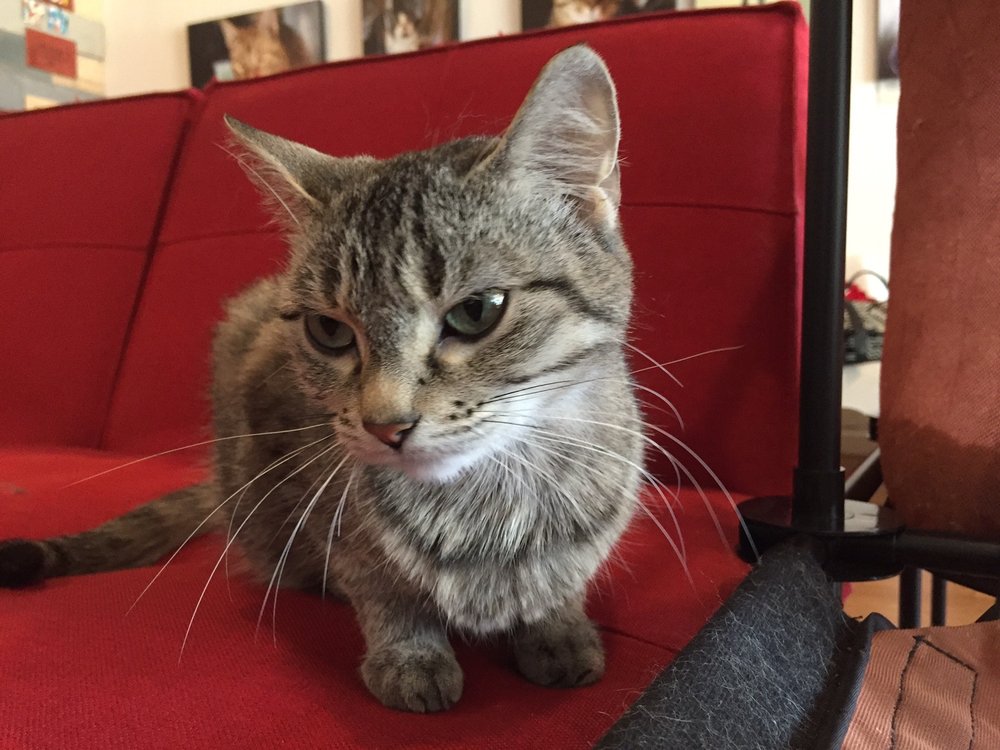 Catfe Lounge 11 Photos Animal Shelters 801 Livernois St, Ferndale