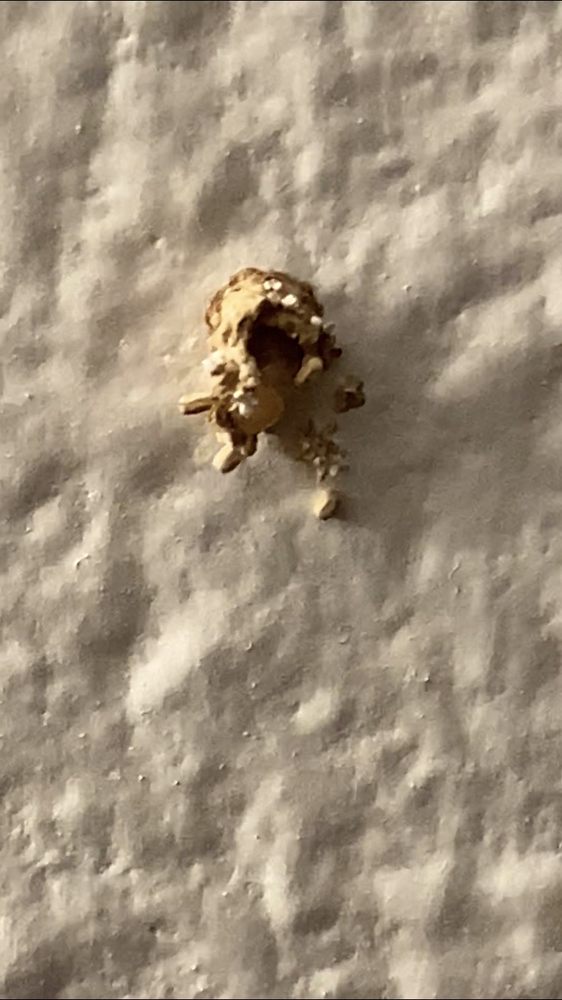 1 Stop Pest Control