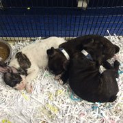 just puppies reviews just puppies 28 photos 28 reviews pet stores 1922 just puppies reviews just puppies 28 photos 28 reviews pet stores 1922