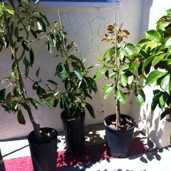Atkins Nursery 19 Photos 13 Reviews Nurseries Gardening Photo Of Atkins Nursery Fallbrook Ca United States Rare Avocados Varieties