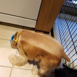 Dogs Day Inn 29 Reviews Pet Sitting 17015 Houston Dr Cypress Photo Of Dogs Day Inn Cypress Tx United States Poorly Blended Er
