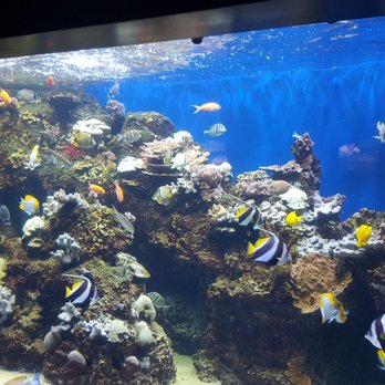 waikiki aquarium 1709 photos