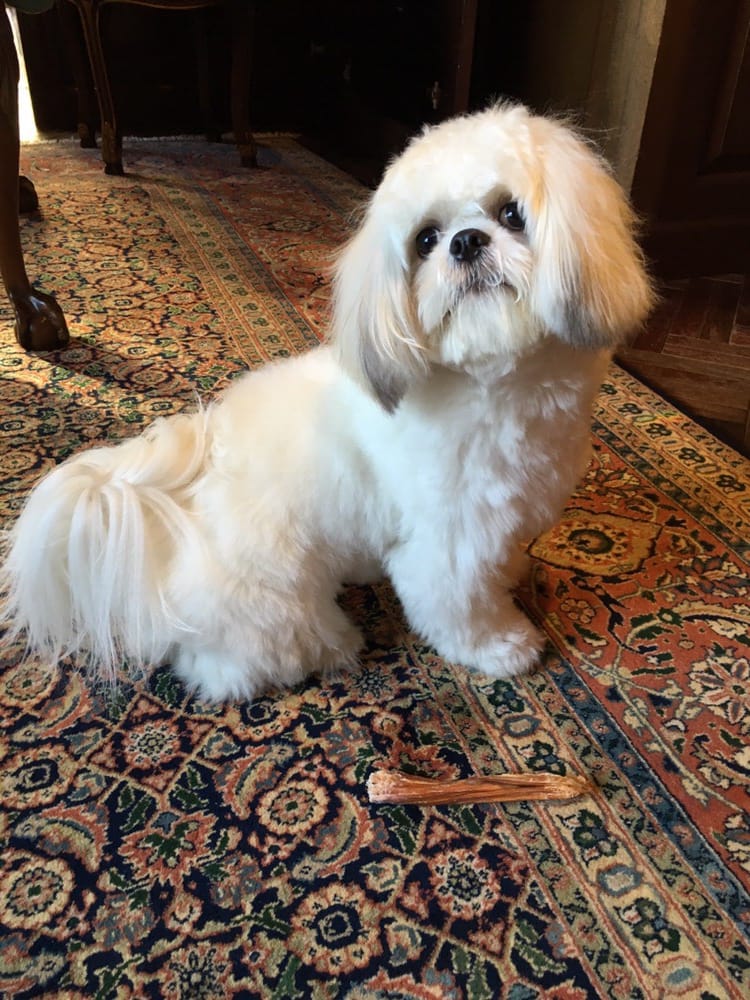 shih tzu brush teddy shih tzu still a puppy after a bath and brush out yelp shih tzu brush teddy shih tzu still a puppy after a bath and brush out yelp