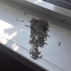 Superior Pest Control Virginia Beach Superior Pest Control Virginia Beach