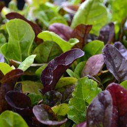 Photos for City People's Garden Store - Yelp