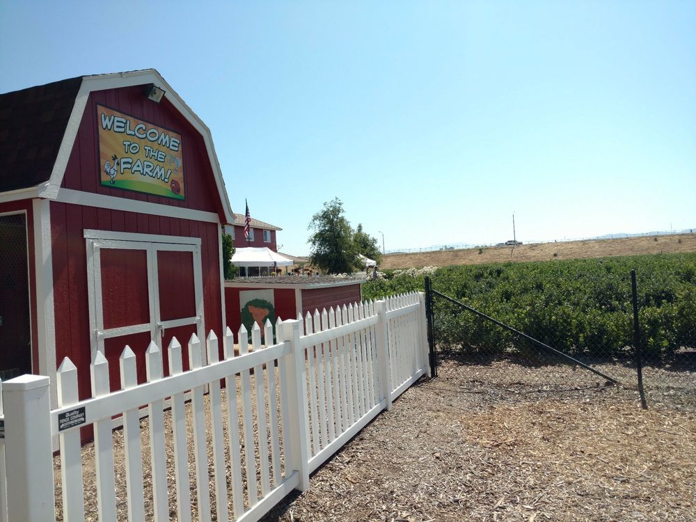 Beautiful day and tons of blueberries! Yelp