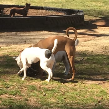 dog park winston salem dog park winston salem