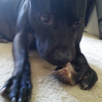 gypsy dog mobile grooming