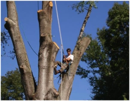 Arborscape Tree Beautification