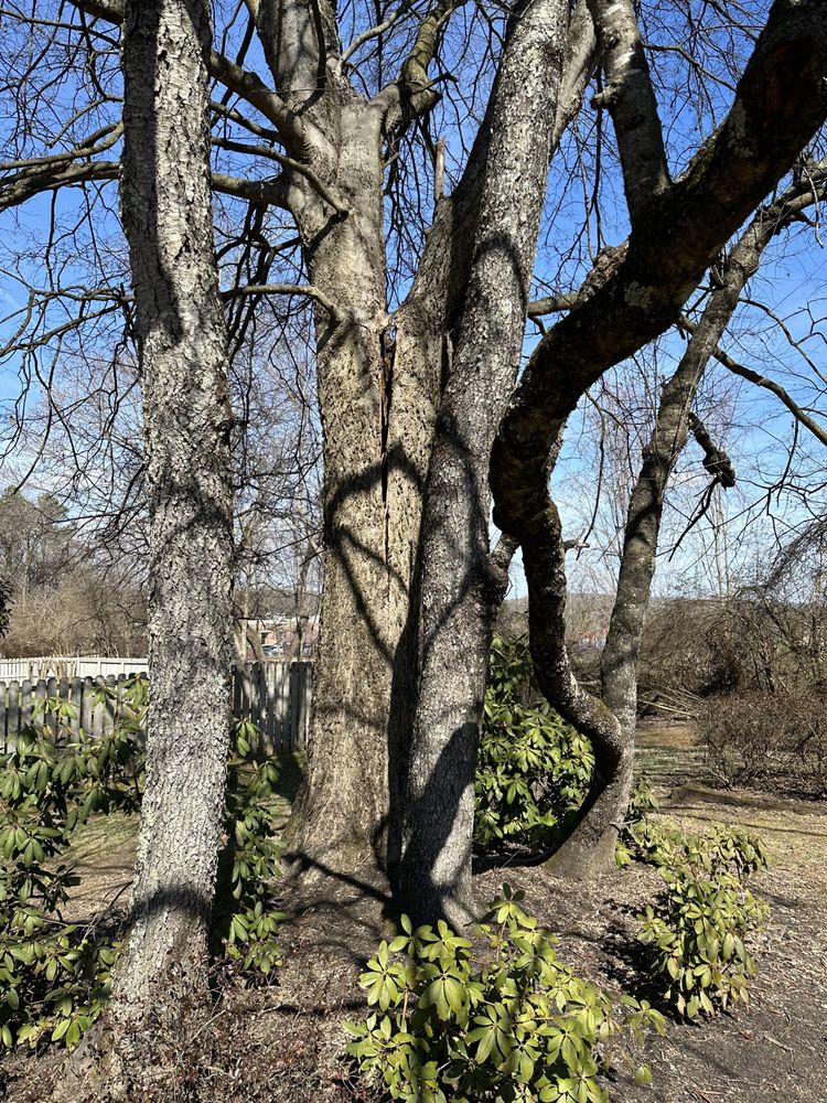 Hancock Tree Service