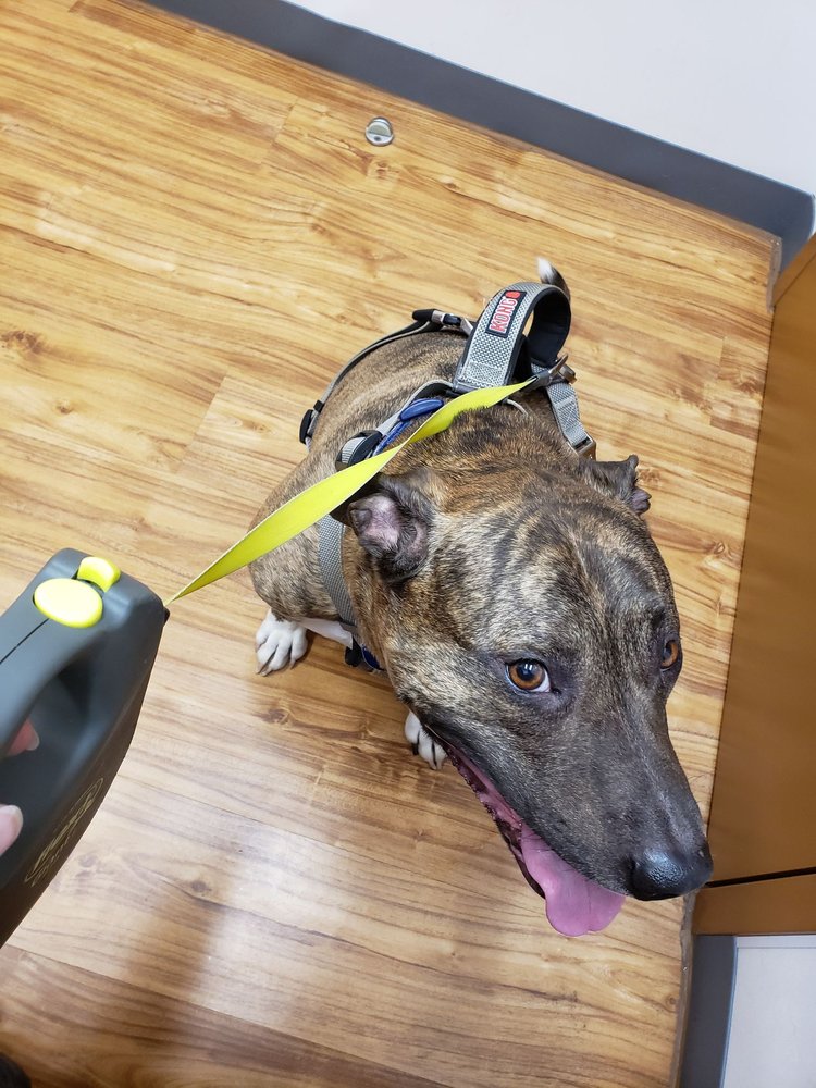 Cascades Pet Hospital