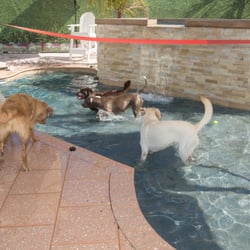 Paws In The Park West Palm Beach Paws In The Park West Palm Beach