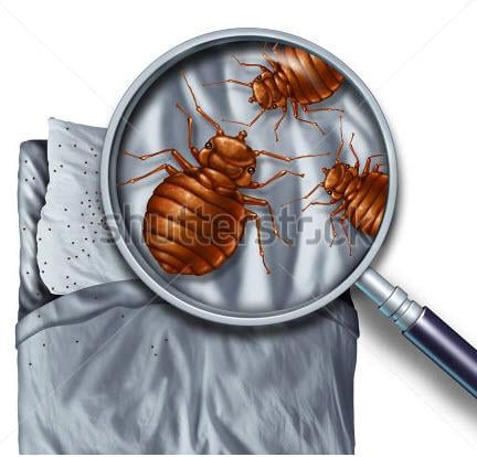 Extermination Peste Détective