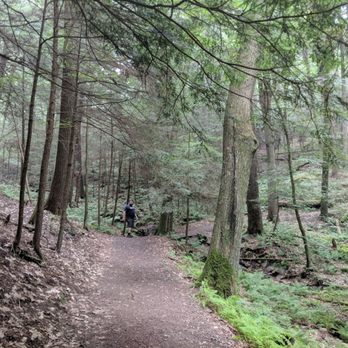 Cook Forest State Park Cooksburg Pa 2019 All You Need