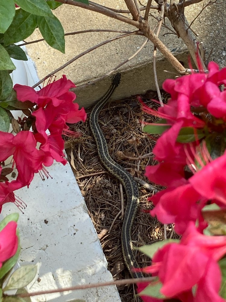 Pest-X Exterminating