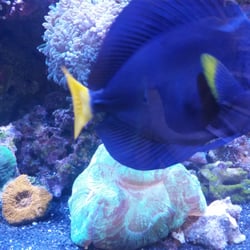 triad reef critters aquarium