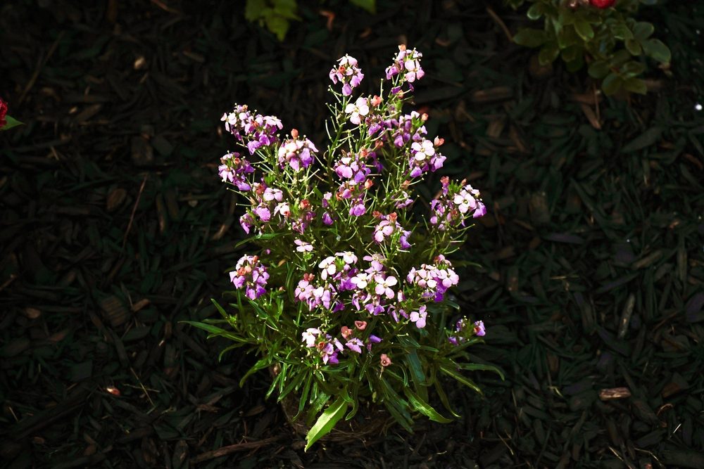 Hilltop Nursery & Garden Center