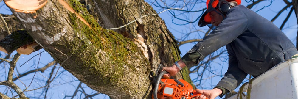 Panhandle Tree Service