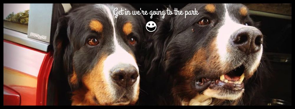 Pooches in the Park