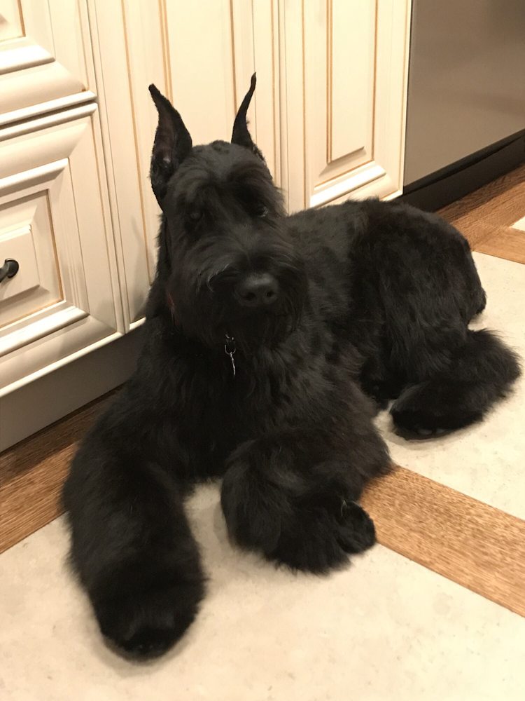 The Barker 39 Photos 45 Reviews Pet Groomers 1404 W