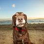 Hilarious Hound Pet Photography
