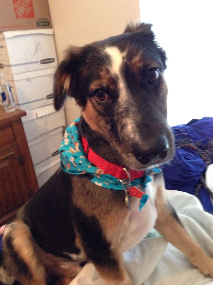 Happy Trails Mobile Grooming Salon Pet Groomers 330 McKee Rd