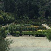Drought Resistant Nursery Nurseries Gardening 7421 Cypress Ln Photo Of Drought Resistant Nursery Carmel Ca United States