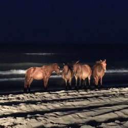 Town Of Corolla 29 Photos Local Flavor 1130 Village Rd Town Of Corolla 29 Photos Local Flavor 1130 Village Rd Nc Yelp