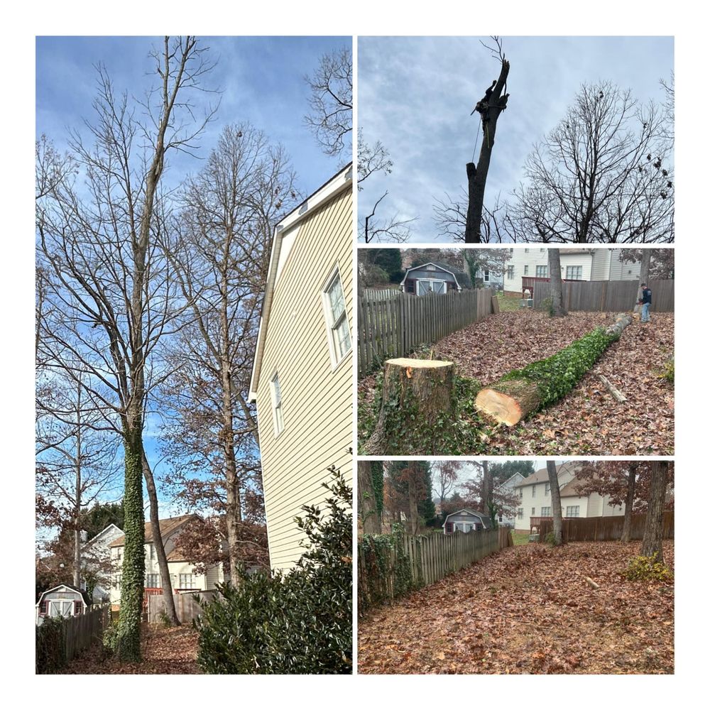 Deadwood Tree & Land Management