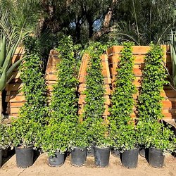 Topanga Nursery 34 Photos 13 Reviews Nurseries Gardening Photo Of Topanga Nursery Chatsworth Ca United States Building A Hedge