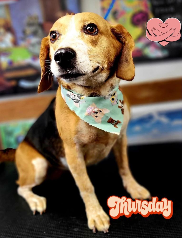 Happy Tailwaggerz mobile pet grooming