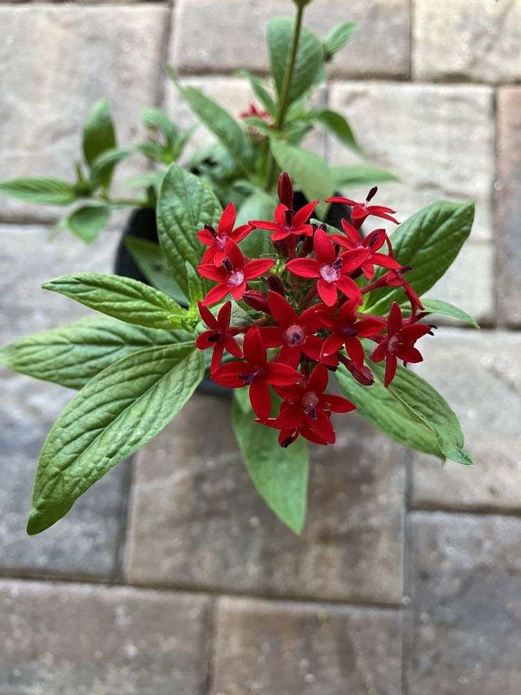 Hickory hammock Native Plant Nursery