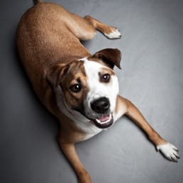 animal shelter brentwood ca 94513 animal shelter brentwood ca 94513